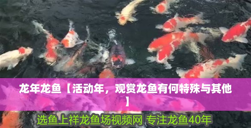 龍年龍魚【活動年，觀賞龍魚有何特殊與其他】