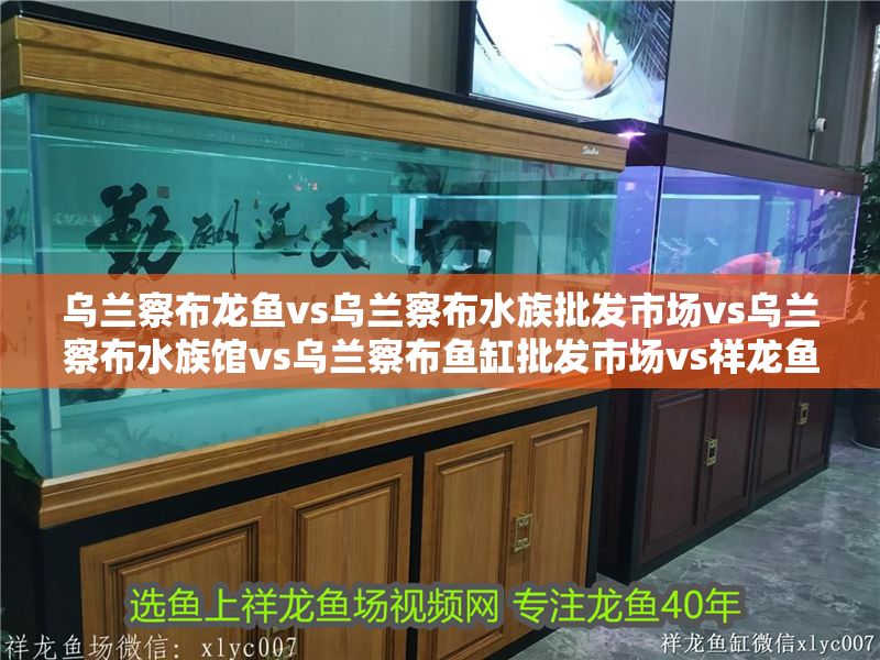 烏蘭察布龍魚vs烏蘭察布水族批發市場vs烏蘭察布水族館vs烏蘭察布魚缸批發市場vs祥龍魚場：烏蘭察布地區涉及龍魚養殖和水族市場的相關實體