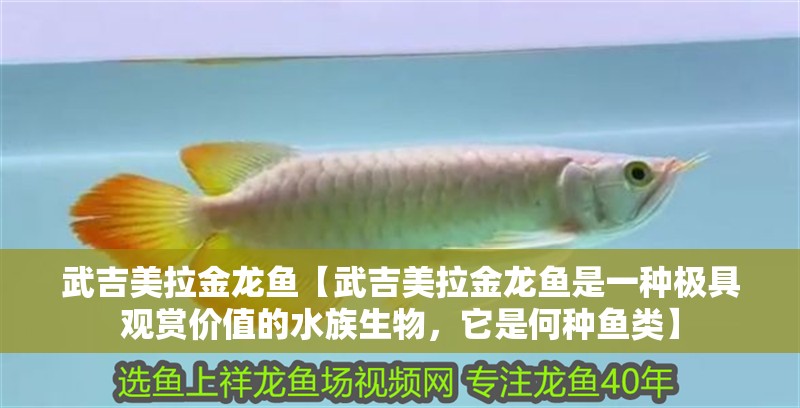 武吉美拉金龍魚【武吉美拉金龍魚是一種極具觀賞價值的水族生物，它是何種魚類】