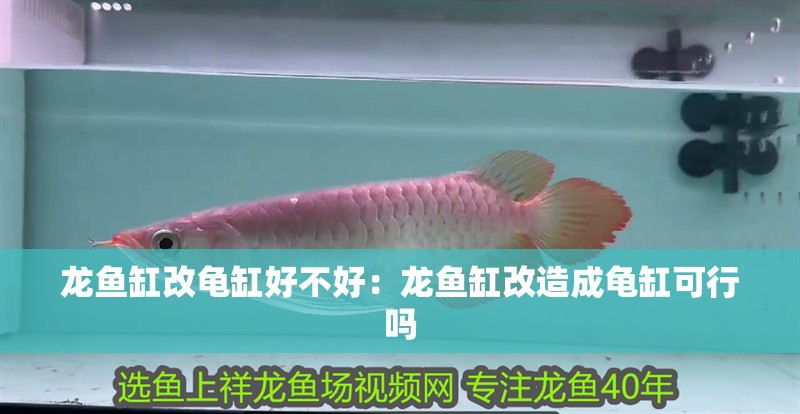 龍魚缸改龜缸好不好：龍魚缸改造成龜缸可行嗎