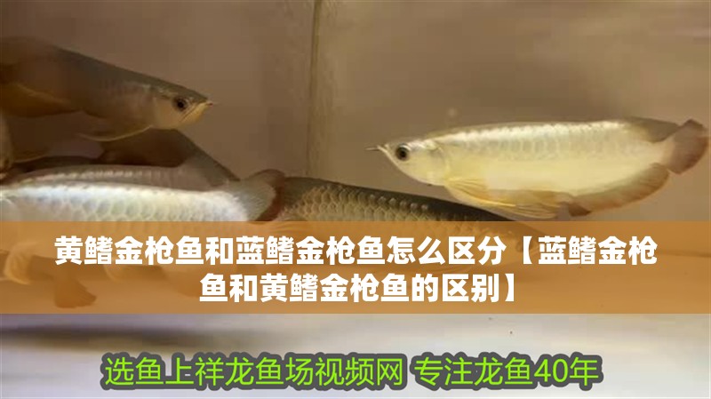 黃鰭金槍魚和藍鰭金槍魚怎么區(qū)分【藍鰭金槍魚和黃鰭金槍魚的區(qū)別】