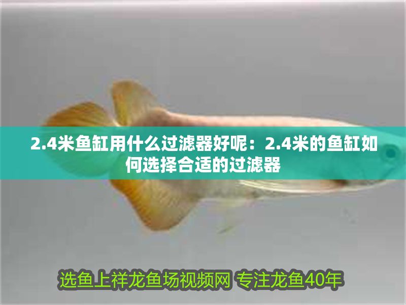 2.4米魚缸用什么過(guò)濾器好呢：2.4米的魚缸如何選擇合適的過(guò)濾器