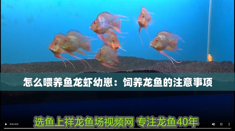 怎么喂養(yǎng)魚龍蝦幼崽：飼養(yǎng)龍魚的注意事項