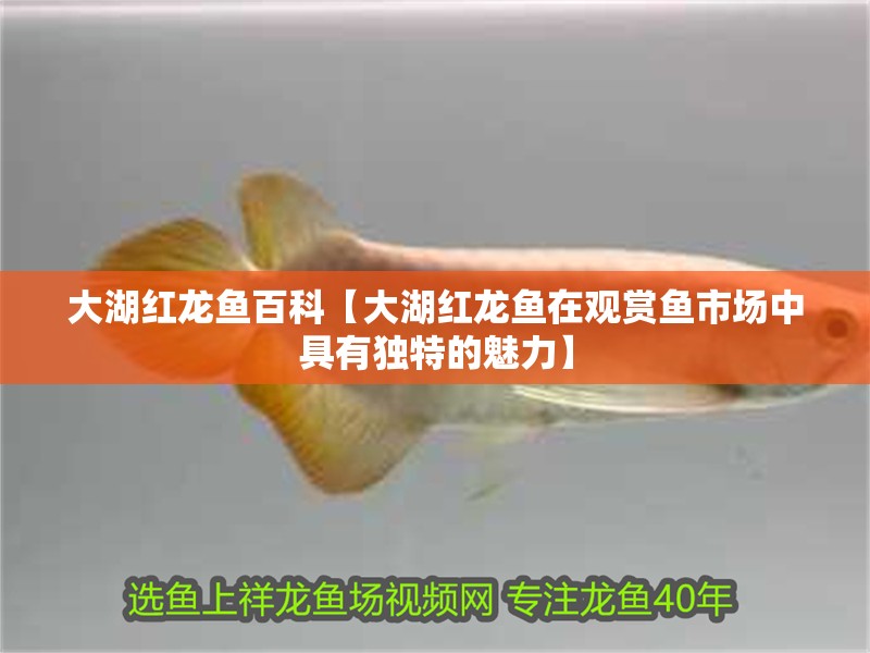 大湖紅龍魚百科【大湖紅龍魚在觀賞魚市場中具有獨特的魅力】