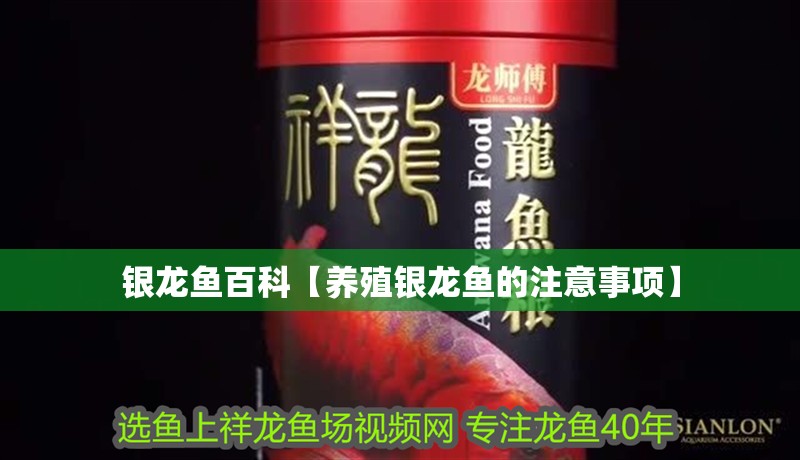 銀龍魚百科【養(yǎng)殖銀龍魚的注意事項(xiàng)】