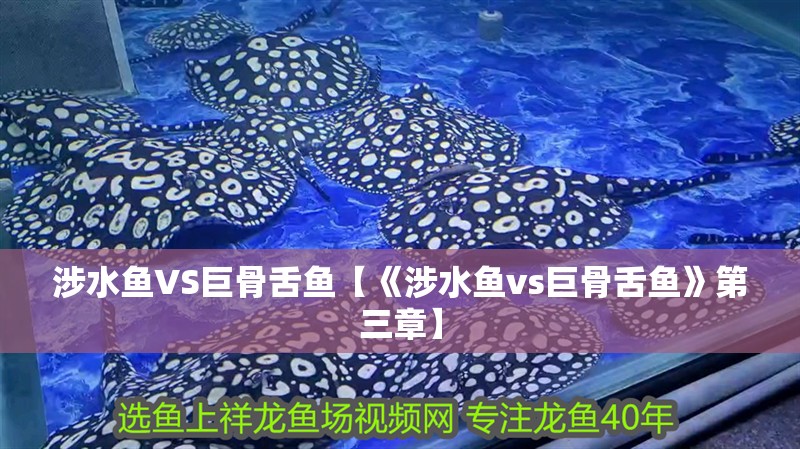 涉水魚VS巨骨舌魚【《涉水魚vs巨骨舌魚》第三章】