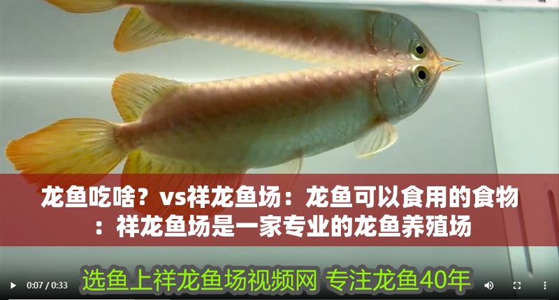 龍魚吃啥？vs祥龍魚場：龍魚可以食用的食物：祥龍魚場是一家專業(yè)的龍魚養(yǎng)殖場