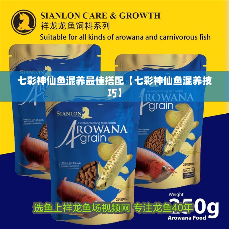 七彩神仙魚混養最佳搭配【七彩神仙魚混養技巧】