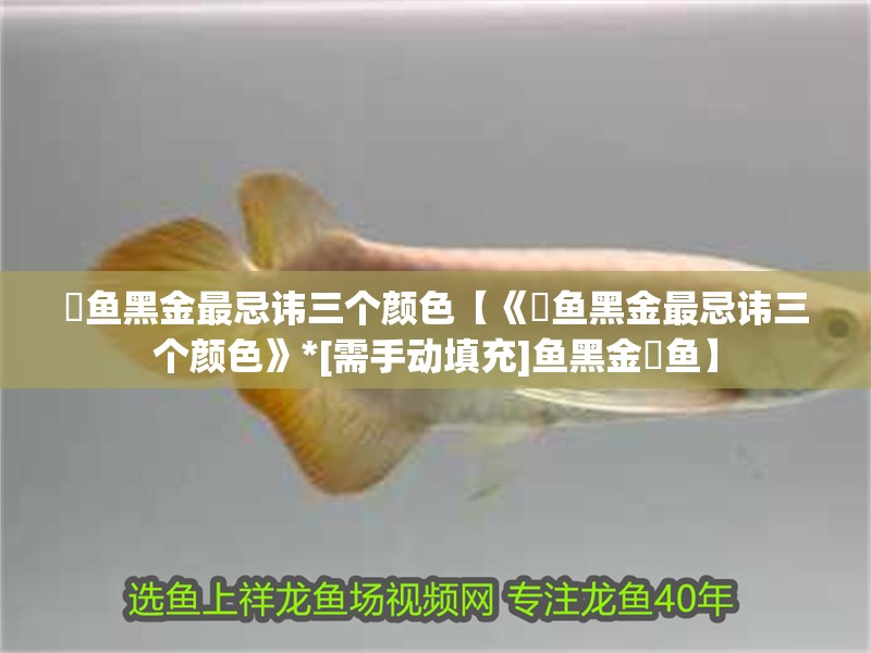 魟魚黑金最忌諱三個顏色【《魟魚黑金最忌諱三個顏色》*[需手動填充]魚黑金魟魚】