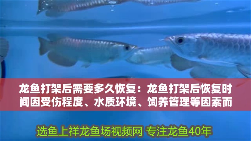 龍魚(yú)打架后需要多久恢復(fù)：龍魚(yú)打架后恢復(fù)時(shí)間因受傷程度、水質(zhì)環(huán)境、飼養(yǎng)管理等因素而異