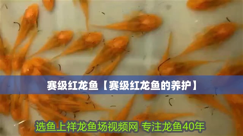 賽級紅龍魚【賽級紅龍魚的養護】 賽級紅龍魚【賽級紅龍魚的養護】 水族問答