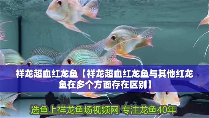 祥龍超血紅龍魚【祥龍超血紅龍魚與其他紅龍魚在多個方面存在區別】