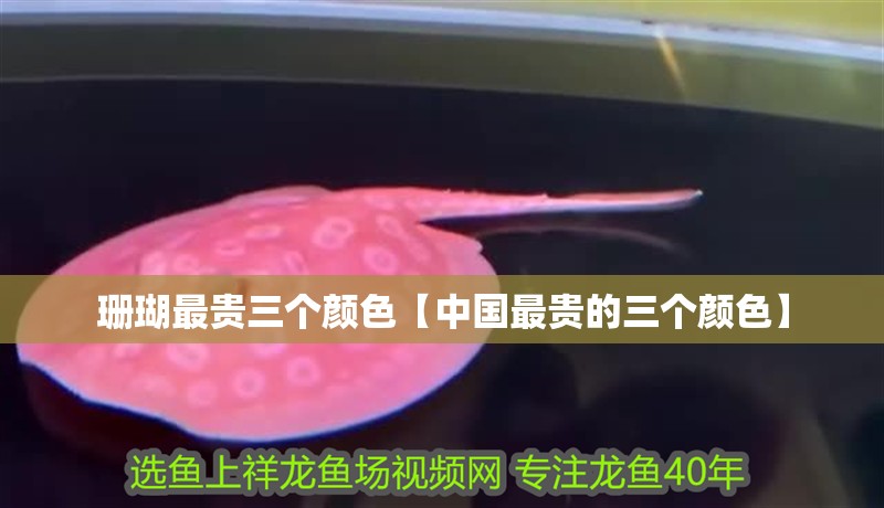 珊瑚最貴三個(gè)顏色【中國(guó)最貴的三個(gè)顏色】