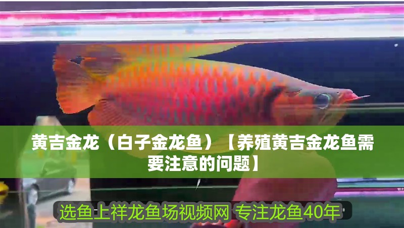 黃吉金龍（白子金龍魚）【養(yǎng)殖黃吉金龍魚需要注意的問題】