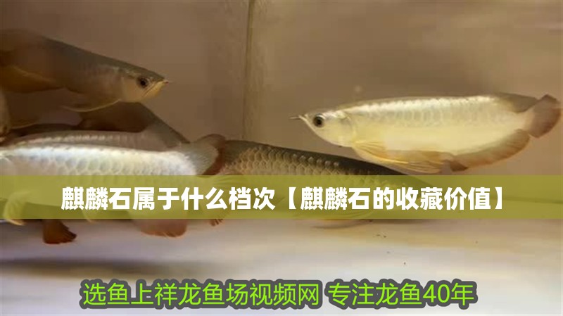 麒麟石屬于什么檔次【麒麟石的收藏價值】