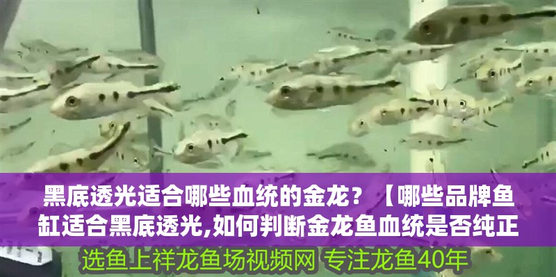黑底透光適合哪些血統的金龍？【哪些品牌魚缸適合黑底透光,如何判斷金龍魚血統是否純正？】