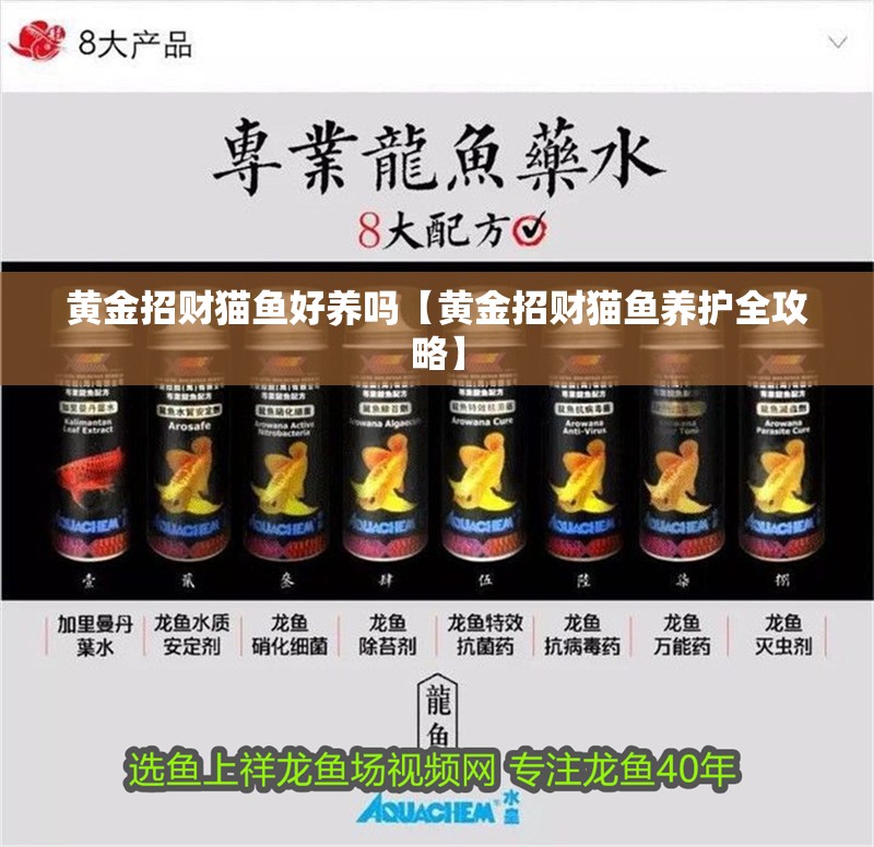 黃金招財貓魚好養(yǎng)嗎【黃金招財貓魚養(yǎng)護全攻略】