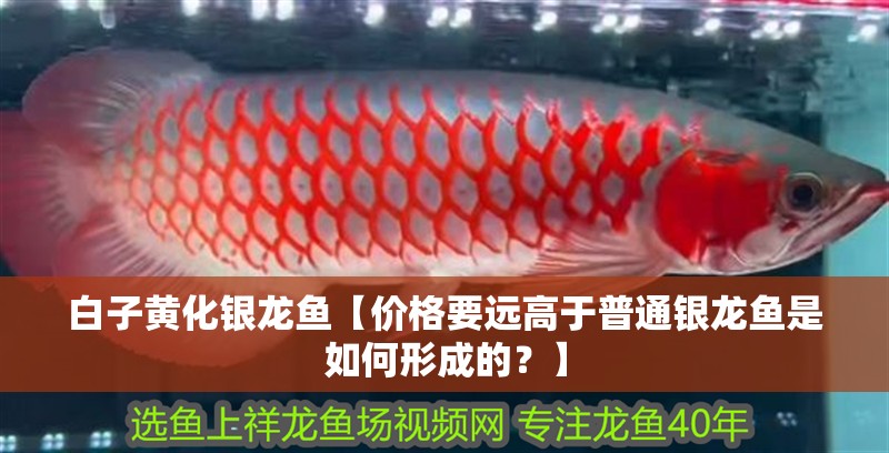 魚缸過濾器選購指南:自制魚缸過濾器魚缸上置過濾器對于養(yǎng)魚愛好者的必備知識 白子黃化銀龍魚【價(jià)格要遠(yuǎn)高于普通銀龍魚是如何形成的?】 水族問答 白子黃化銀龍魚【價(jià)格要遠(yuǎn)高于普通銀龍魚是如何形成的?】 白子黃化銀龍魚【價(jià)格要遠(yuǎn)高于普通銀龍魚是如何形成的?】 水族問答