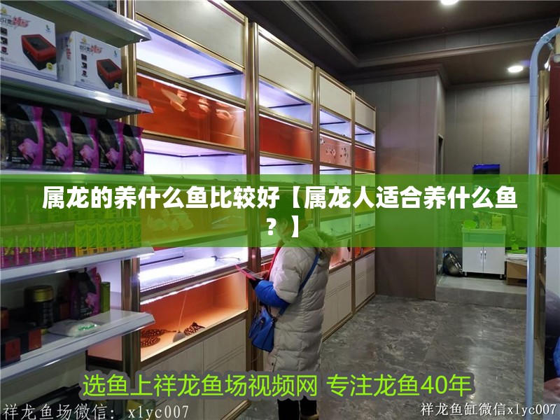 屬龍的養什么魚比較好【屬龍人適合養什么魚？】