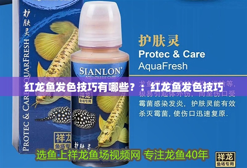 紅龍魚發色技巧有哪些？：紅龍魚發色技巧
