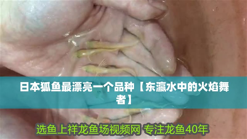 日本狐魚最漂亮一個品種【東瀛水中的火焰舞者】