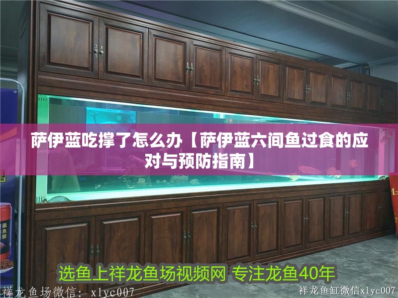 薩伊藍(lán)吃撐了怎么辦【薩伊藍(lán)六間魚過食的應(yīng)對與預(yù)防指南】