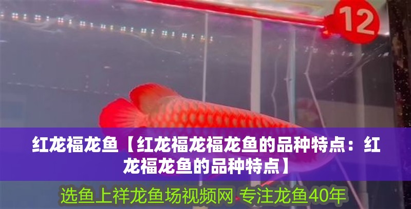 紅龍福龍魚【紅龍福龍福龍魚的品種特點：紅龍福龍魚的品種特點】