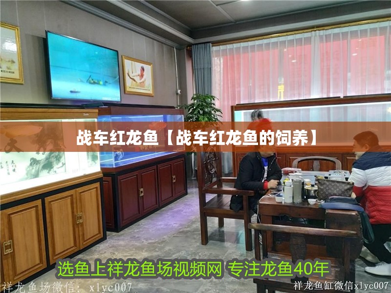 戰車紅龍魚【戰車紅龍魚的飼養】