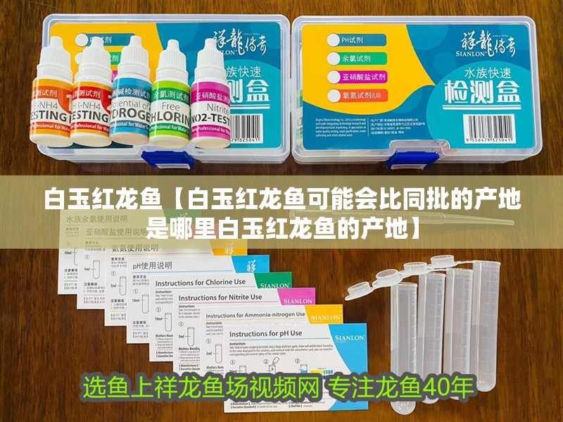 白玉紅龍魚【白玉紅龍魚可能會比同批的產(chǎn)地是哪里白玉紅龍魚的產(chǎn)地】 白玉紅龍魚【白玉紅龍魚可能會比同批的產(chǎn)地是哪里白玉紅龍魚的產(chǎn)地】 水族問答