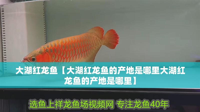大湖紅龍魚【大湖紅龍魚的產(chǎn)地是哪里大湖紅龍魚的產(chǎn)地是哪里】