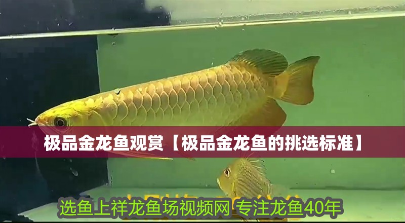 極品金龍魚觀賞【極品金龍魚的挑選標(biāo)準(zhǔn)】
