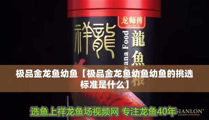 極品金龍魚幼魚【極品金龍魚幼魚幼魚的挑選標準是什么】
