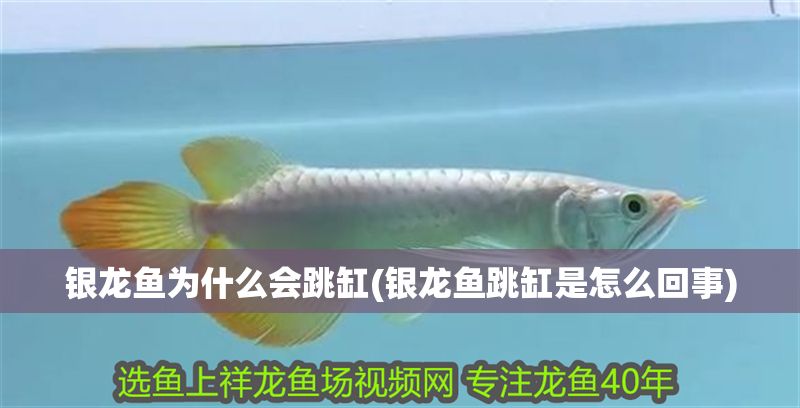 銀龍魚為什么會跳缸(銀龍魚跳缸是怎么回事)