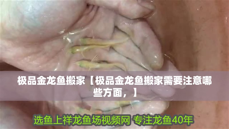 我的虎魚真菌感染了要怎么處理 極品金龍魚搬家【極品金龍魚搬家需要注意哪些方面,】 水族問答 極品金龍魚搬家【極品金龍魚搬家需要注意哪些方面,】 極品金龍魚搬家【極品金龍魚搬家需要注意哪些方面,】 水族問答
