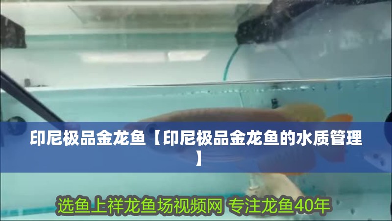 印尼極品金龍魚【印尼極品金龍魚的水質管理】