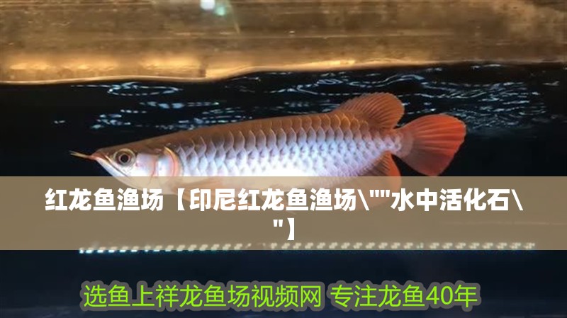 紅龍魚漁場【印尼紅龍魚漁場\