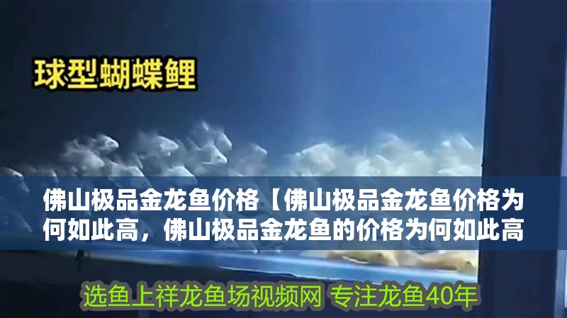 佛山極品金龍魚價格【佛山極品金龍魚價格為何如此高，佛山極品金龍魚的價格為何如此高】