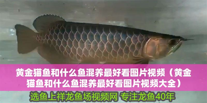黃金貓魚和什么魚混養最好看圖片視頻（黃金貓魚和什么魚混養最好看圖片視頻大全）