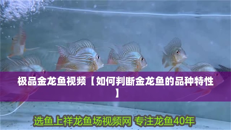 極品金龍魚視頻【如何判斷金龍魚的品種特性】