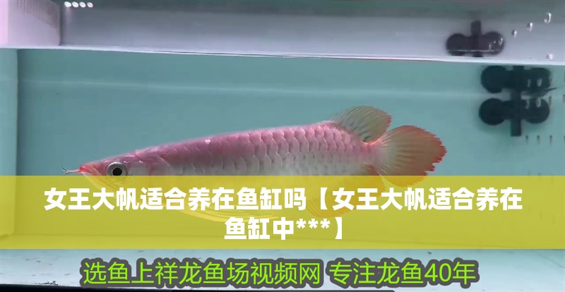 女王大帆適合養在魚缸嗎【女王大帆適合養在魚缸中***】
