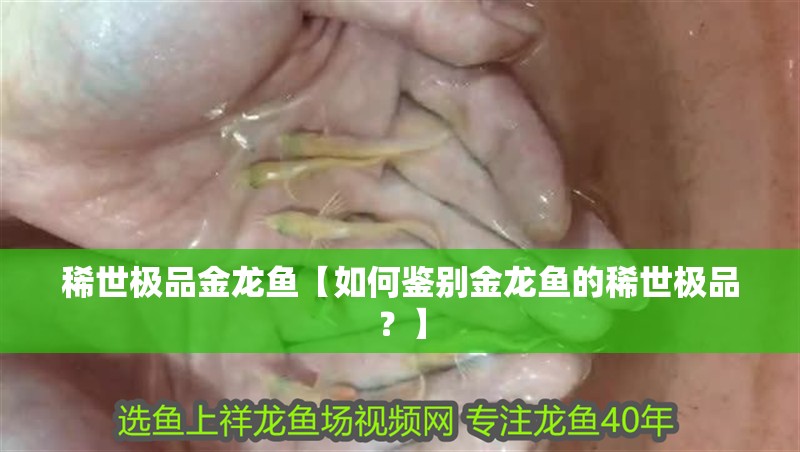 稀世極品金龍魚【如何鑒別金龍魚的稀世極品？】