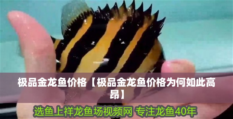 極品金龍魚(yú)價(jià)格【極品金龍魚(yú)價(jià)格為何如此高昂】
