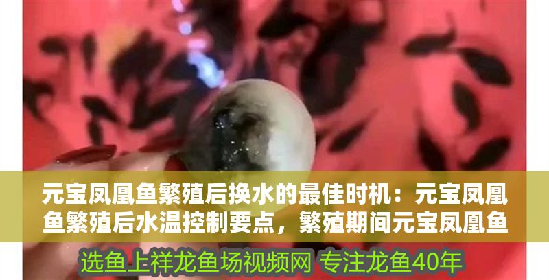 元寶鳳凰魚繁殖后換水的最佳時機：元寶鳳凰魚繁殖后水溫控制要點，繁殖期間元寶鳳凰魚換水量建議