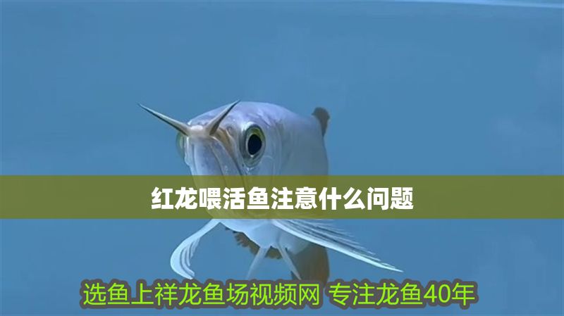 紅龍喂活魚注意什么問題