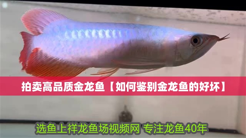 拍賣高品質金龍魚【如何鑒別金龍魚的好壞】