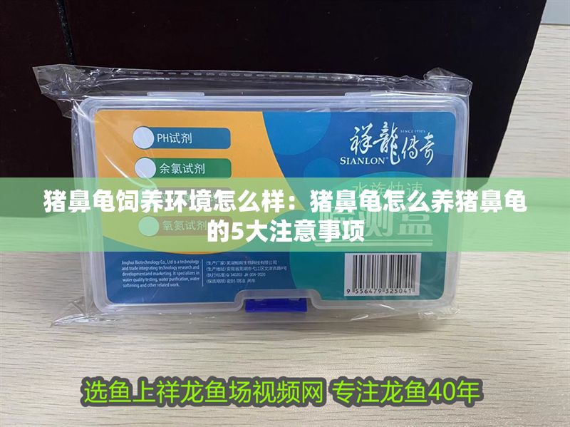 豬鼻龜飼養環境怎么樣：豬鼻龜怎么養豬鼻龜的5大注意事項
