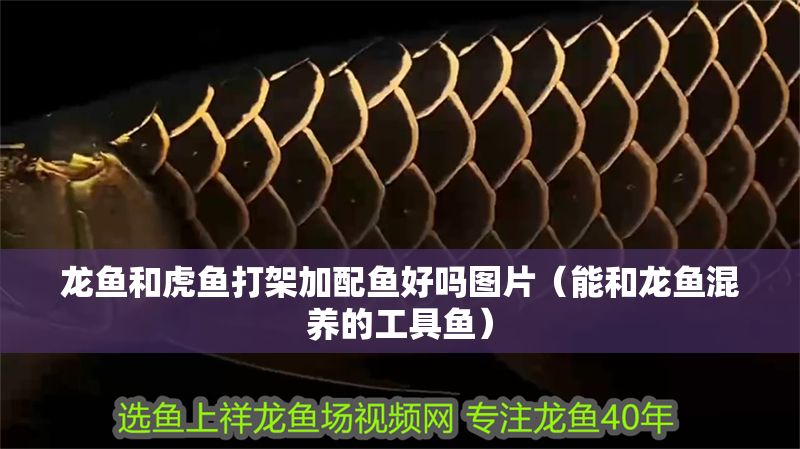 龍魚和虎魚打架加配魚好嗎圖片（能和龍魚混養(yǎng)的工具魚）