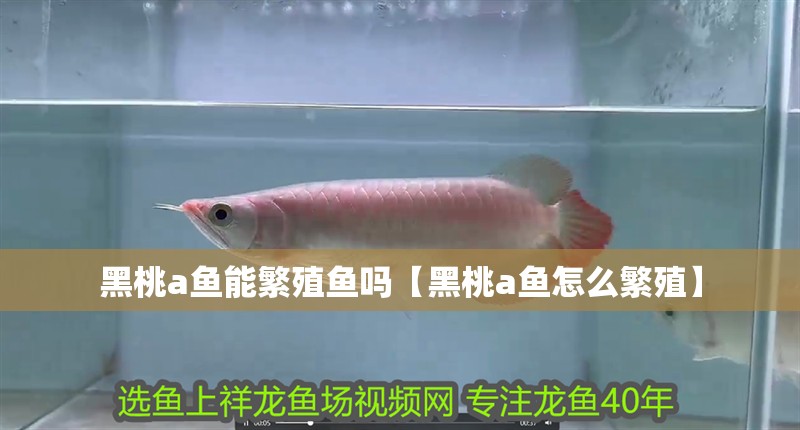 黑桃a魚能繁殖魚嗎【黑桃a魚怎么繁殖】 黑桃a魚能繁殖魚嗎【黑桃a魚怎么繁殖】 龍魚論壇