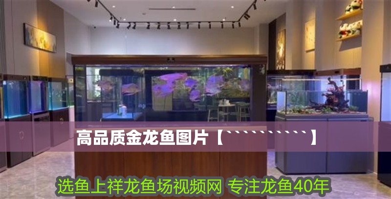 高品質金龍魚圖片【``````````】