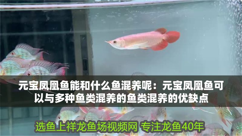 元寶鳳凰魚能和什么魚混養呢：元寶鳳凰魚可以與多種魚類混養的魚類混養的優缺點